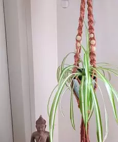 Porte plante en macramé